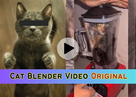 cat in the blender video twitter|Cat Blender Video